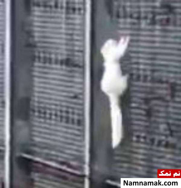 سنجاب نایاب سنجاب نایاب آلپینو