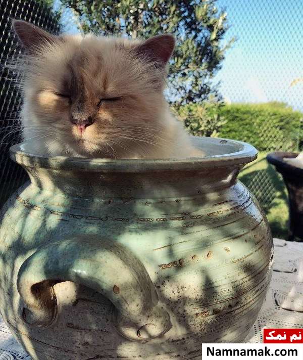 گربه کارل لاگرفلد عکسی از گربه کارل لاگرفلد