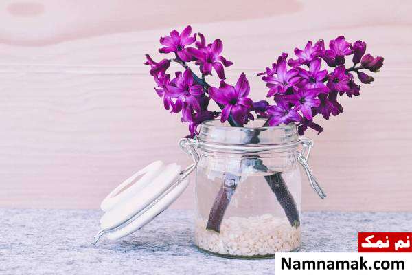 انواع سنبل پرورش گل سنبل برای عید