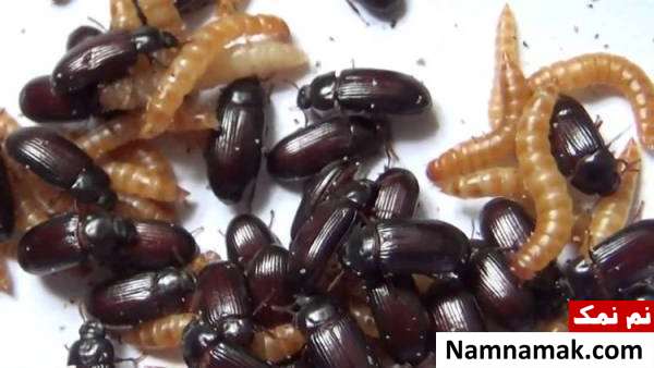 زنی که هر روز سوسک می خورد