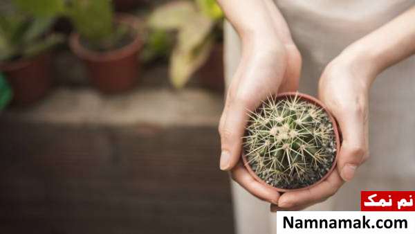 قلمه زنی کاکتوس نحوه تکثیر کاکتوس