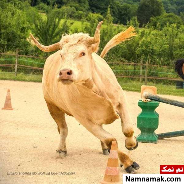 ماجرای گاوی که مانند اسب است 