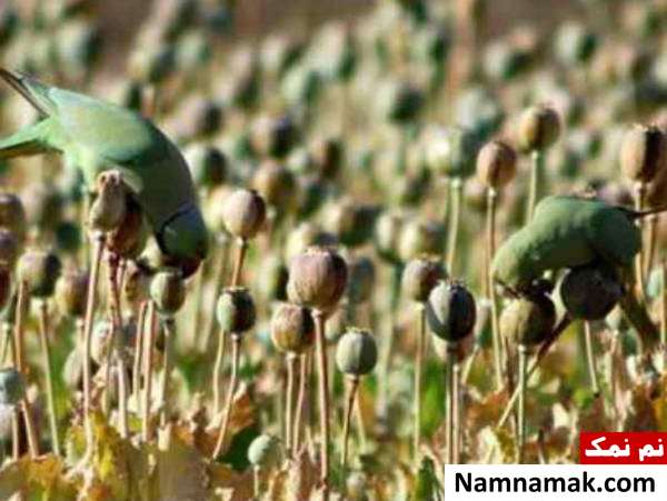 طوطی های معتاد طوطی هایی که معتاد تریاک هستند
