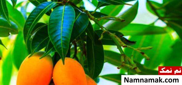 خوردن برگ انبه و خاصیت برگ انبه
