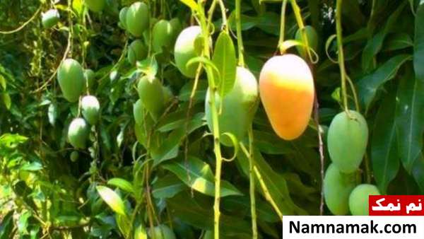 ارزش غذایی برگ انبه 