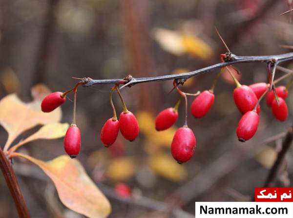 برای سقط جنین چی بخورم؟ مضرات زرشک در بارداری