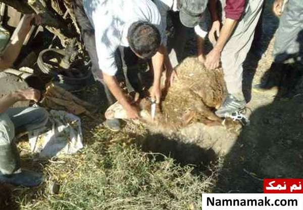آموزش مرحله به مرحله سربریدن و پوست کندن بره و گوسفندان آموزش سربریدن و پوست کندن گوسفند