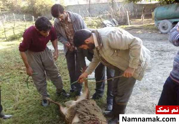 آموزش مرحله به مرحله سربریدن و پوست کندن بره و گوسفندان باد کردن پوست گوسفند قبل از پوست کندن