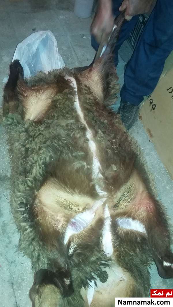 آموزش مرحله به مرحله سربریدن و پوست کندن بره و گوسفندان خطوط ایجاد شده برای پوست کندن گوسفند