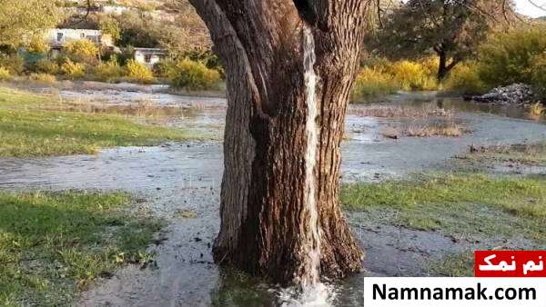 درخت بسیار عجیب و باورنکردنی