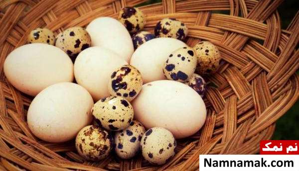 تخم اردک و بلدرچین راههای به حرف آمدن کودک
