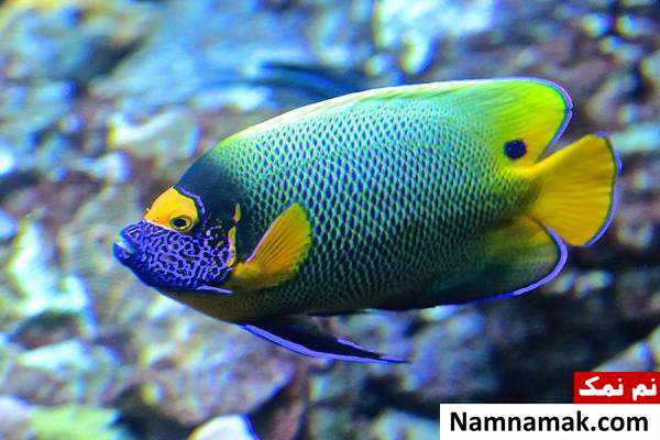 MASKED ANGELFISH
