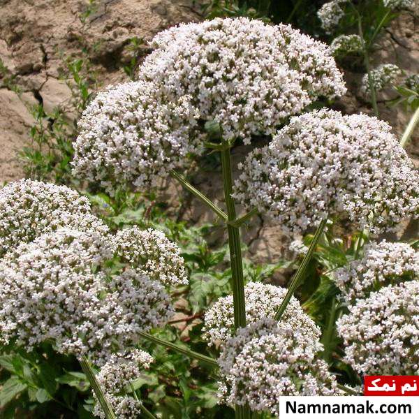 سنبل هندی سنبل هندی برای درمان افسردگی