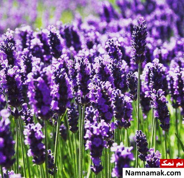 برگ اسطوخودوس درمان افسردگی با برگ اسطوخودوس