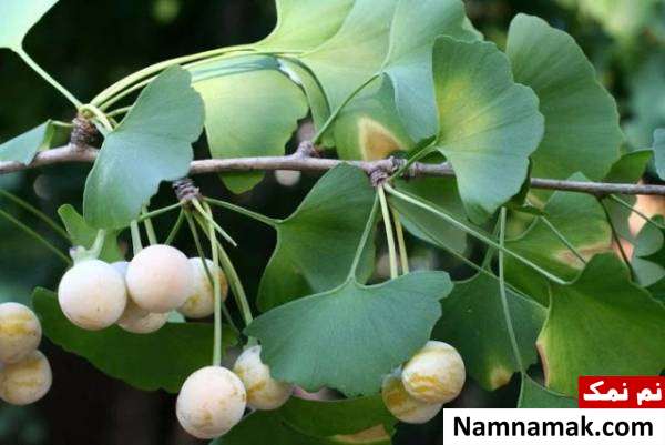 بیلوبا درمان افسردگی با بیلوبا