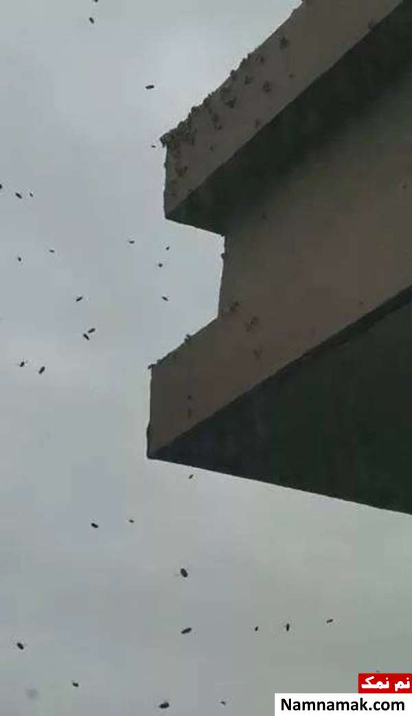نگهداری عجیب 10 هزار زنبور در آپارتمان 