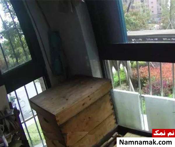 دردسر نگهداری زنبور در آپارتمان 