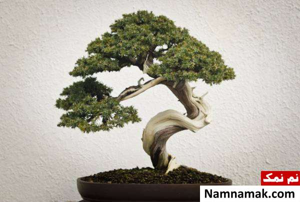 اصول نگهداری بن سای
