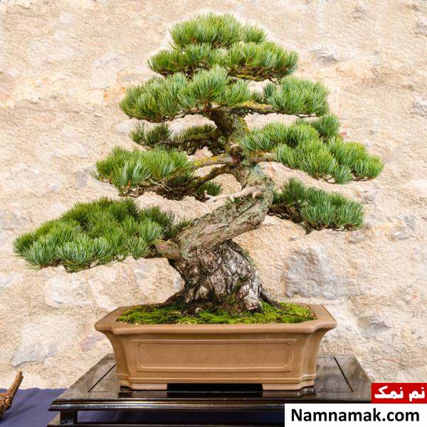 آموزش پرورش درخت بن سای