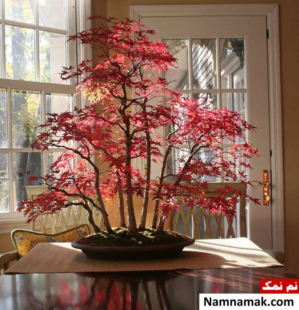 تصاویری از زیباترین و باشکوه ترین درختان بن سای تصاویری از زیباترین و باشکوه ترین درختان بن سای