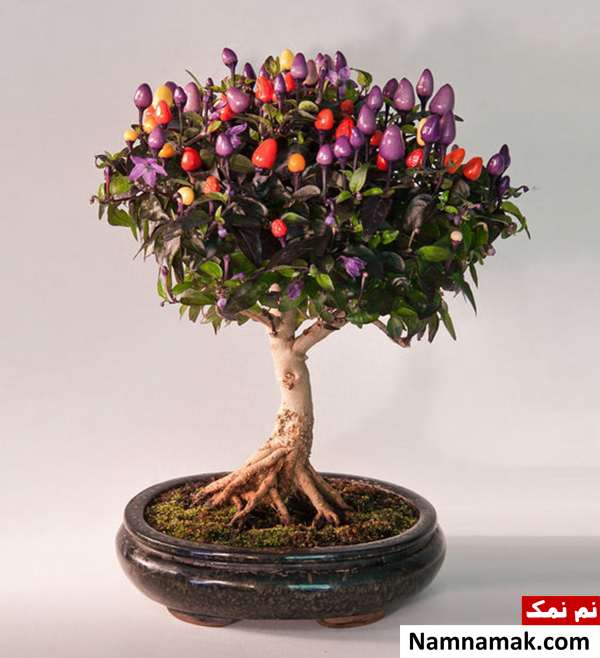 تصاویری از زیباترین و باشکوه ترین درختان بن سای تصاویری از زیباترین و باشکوه ترین درختان بن سای