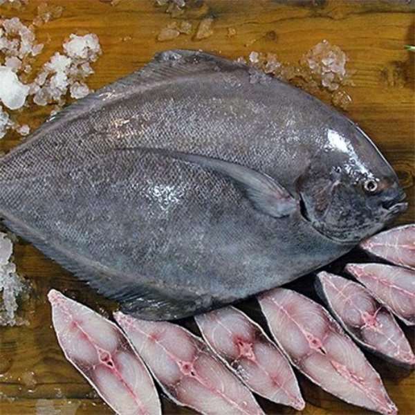 خواص ویژه ماهی حلوا نسبت به انواع ماهی های جنوب