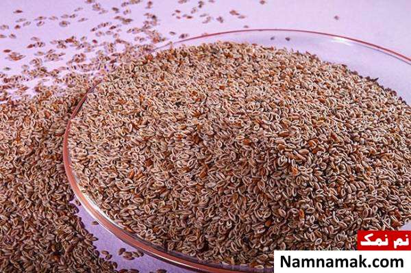 گیاه اسفرزه خواص درمانی و معجزه آسای گیاه اسفرزه