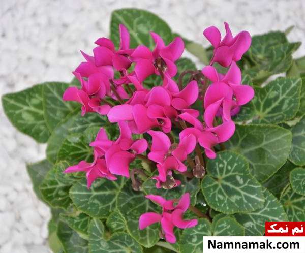 آبدهی سیکلامن گلدهی سیکلامن