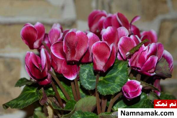نیاز نوری سیکلامن دمای مناسب سیکلامن