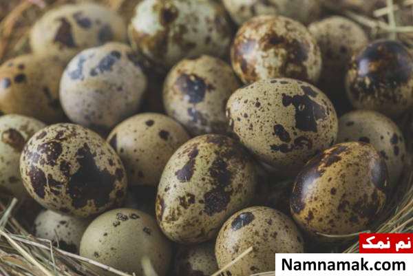 تخم بلدرچین برای انرژی تقویت انرژی با تخم بلدرچین