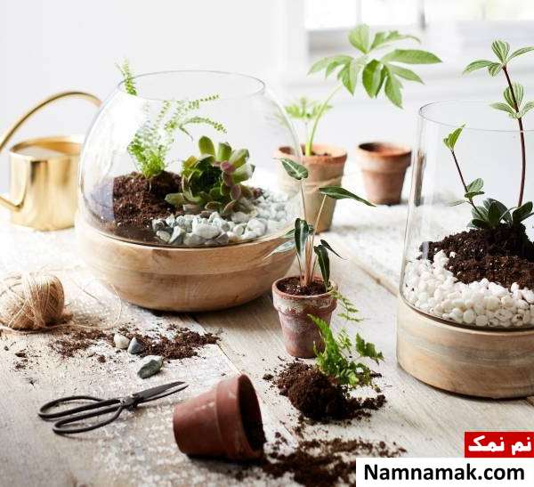 نحوه ساخت تراریوم گیاهان آموزش ساخت تراریوم