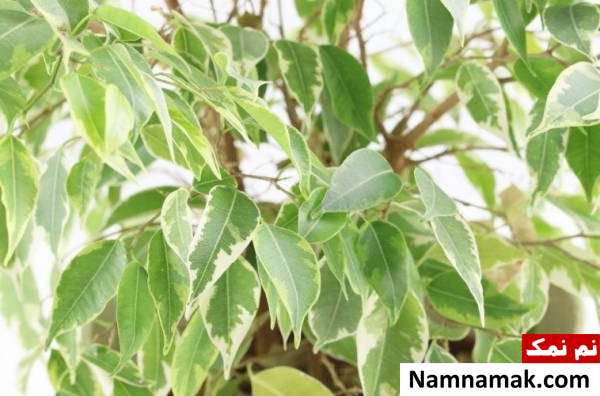 گیاه بنجامین weeping fig plant