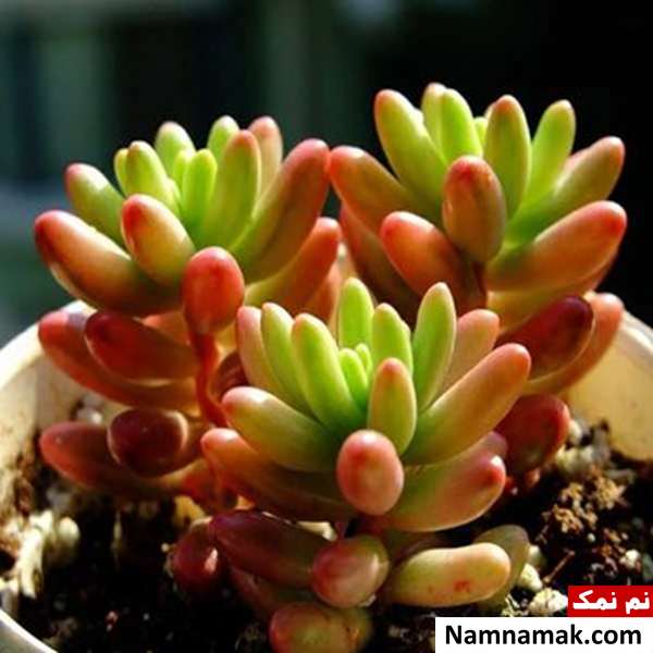 روش مراقبت و پرورش گیاه آب نبات ژله ای یا سدوم غوره ای یا سدوم روبروتینکتوم روش مراقبت و پرورش گیاه آب نبات ژله ای یا سدوم غوره ای یا سدوم روبروتینکتوم