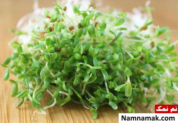جوانه یونجه پروتئین جوانه یونجه