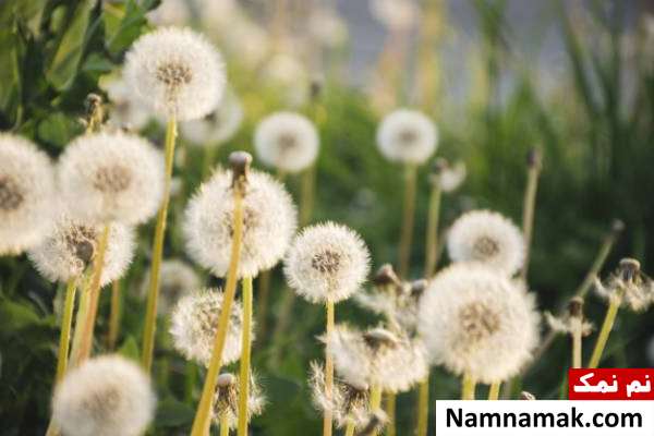 ریشه های قاصدک درمان لاغری با گیاهان دارویی