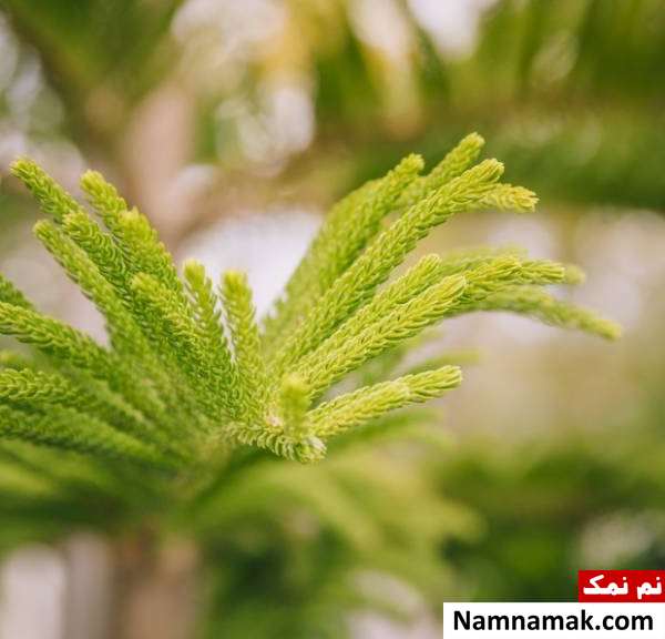 روش تکثیر کاج مطبق