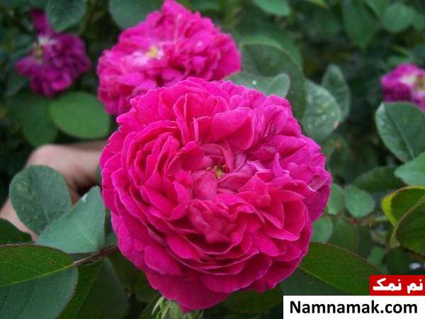 گل محمدی چه خواصی برای پوست دارد؟