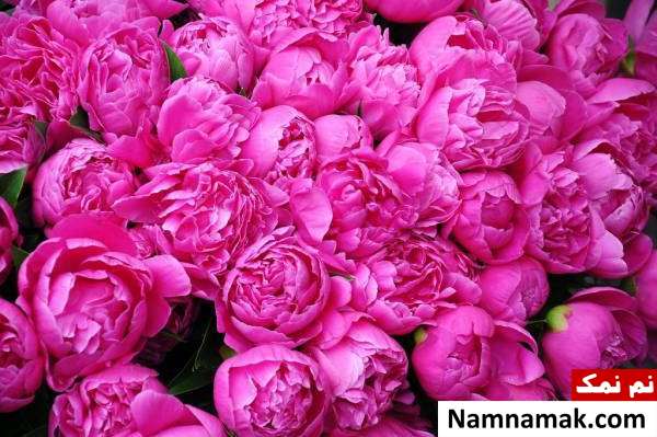 گل محمدی برای عفونت 