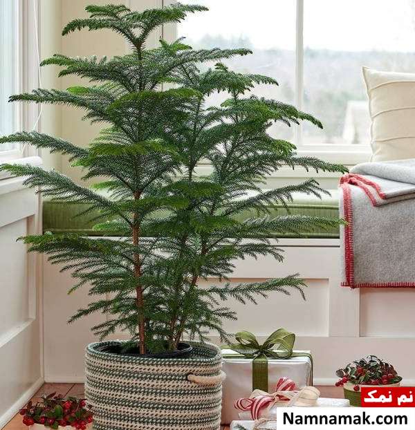 نگهداری کاج مطبق در خانه