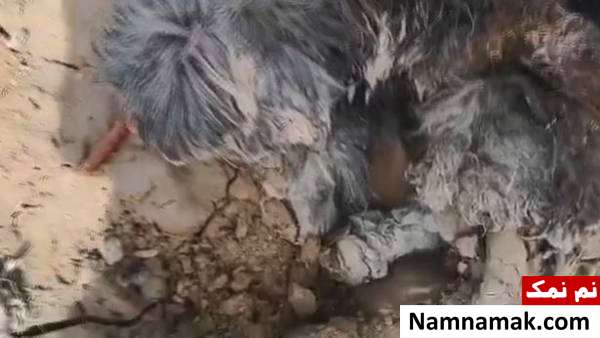 سگ نابینا