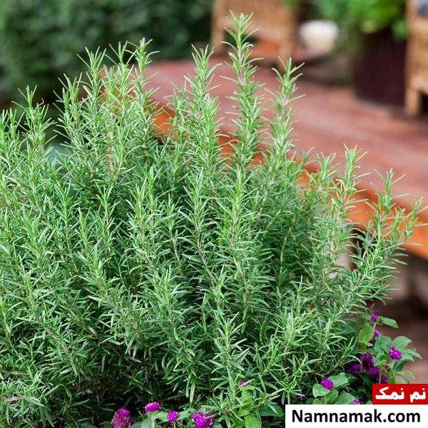 روش تکثیر گیاه رزماری خاک مناسب گیاه رزماری
