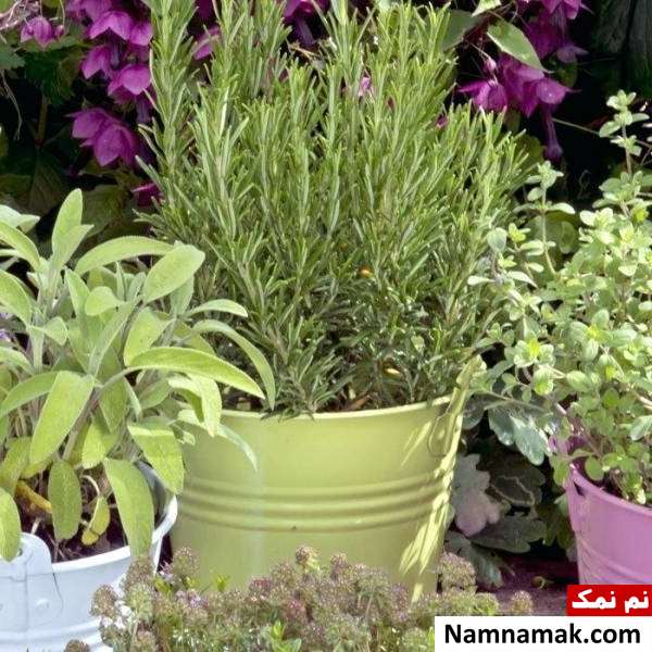 طریقه کاشت گیاه رزماری پرورش گیاه رزماری در منزل