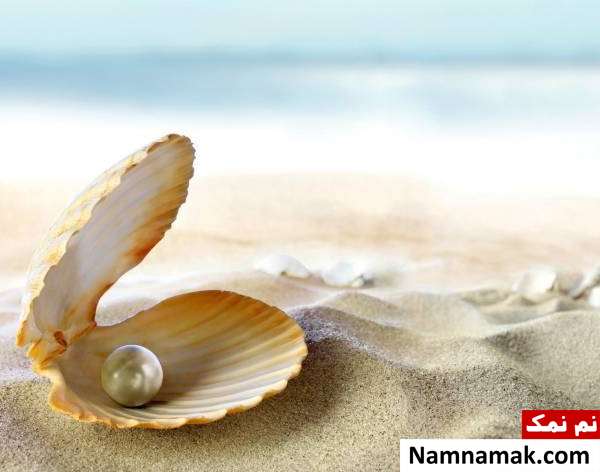 صدف و ساخت مروارید دانستنی های شگفت انگیز جهان