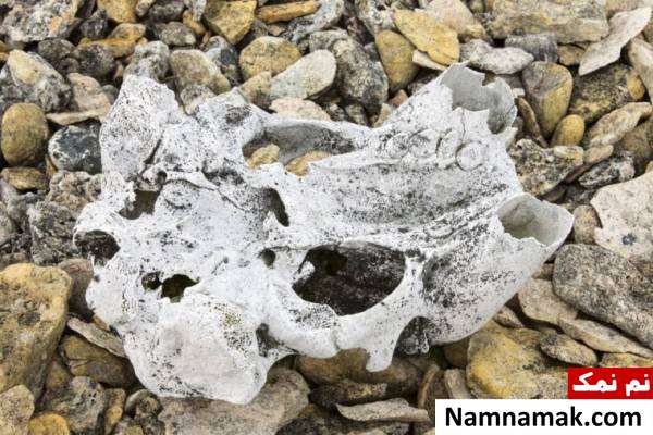 جمجمه دریایی باستانی