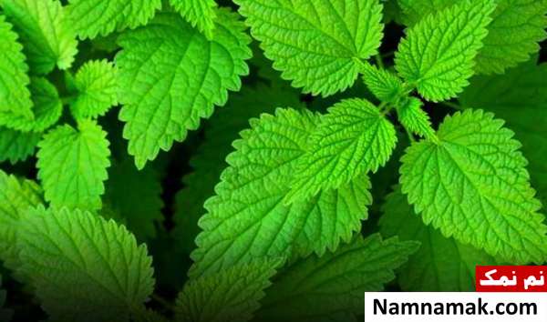 مصرف گیاه گزنه خاصیت گیاه گزنه چیست؟