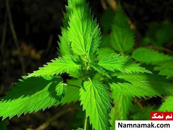 گیاه گزنه خواص درمانی گیاه گزنه