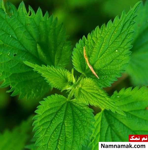 خواص گزنه تداخل دارویی گیاه گزنه