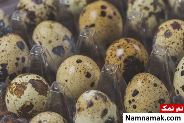 تخم بلدرچین فواید و خاصیت های تخم بلدرچین