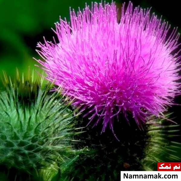 مضرات خار مریم خار مریم برای قند خون و افزایش تولید شیر