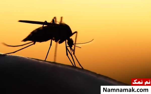 پیشگیری از نیش پشه ها و همچنین درمان عوارض گزش پشه